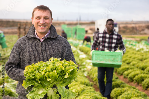 Positive men gardeners picking harvest of lettuce to crates in garden