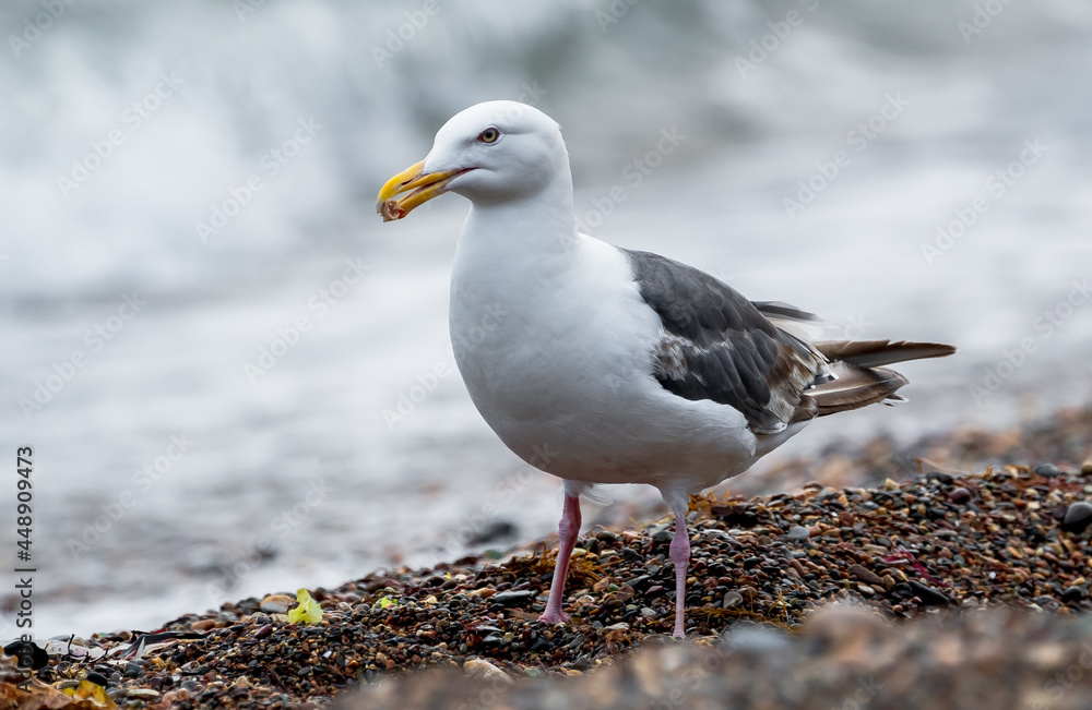 Seagull, portrait of a seagull. Close up view of white bird seagull on wave background Seagull, portrait of a seagull. Close up view of white bird seagull on wave background