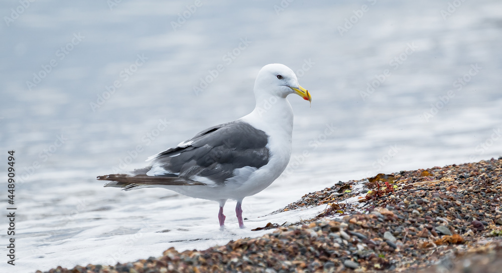 Seagull, Seagull portrait. Close up view of white bird seagull Seagull, Seagull portrait. Close up view of white bird seagull