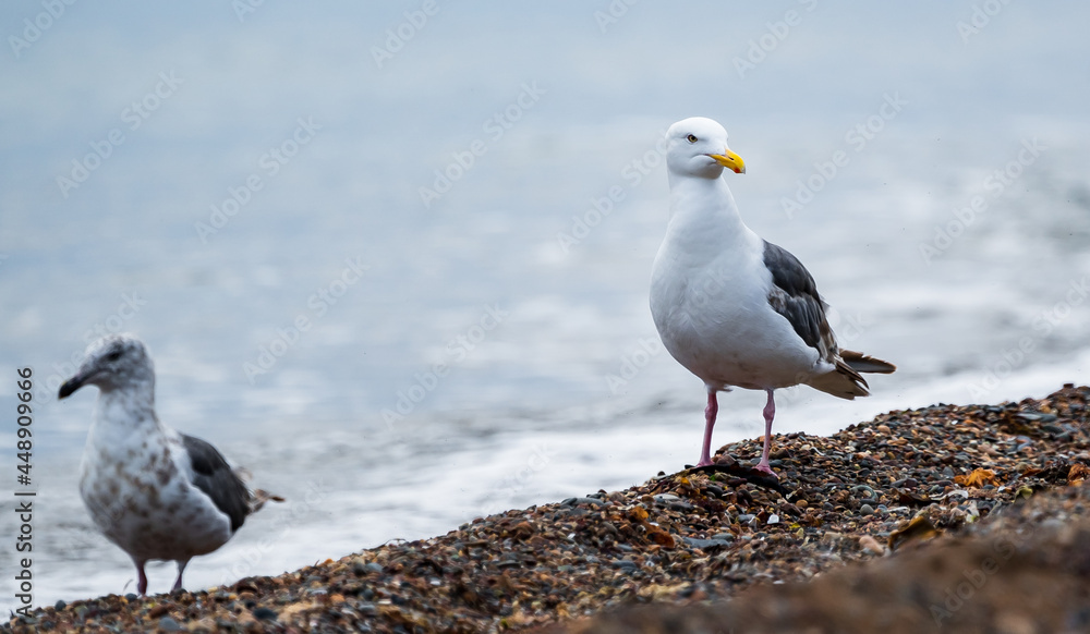 Seagull, portrait of a seagull. Close up view of white bird seagull on wave background Seagull, portrait of a seagull. Close up view of white bird seagull on wave background