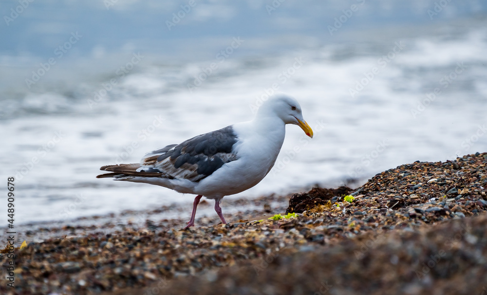 Seagull bird standing feet on sea beach. Close up view of white gray bird seagull sitting in sea rock beach. Wild seagull natural Seagull bird standing feet on sea beach. Close up view of white gray bird seagull sitting in sea rock beach. Wild seagull natural