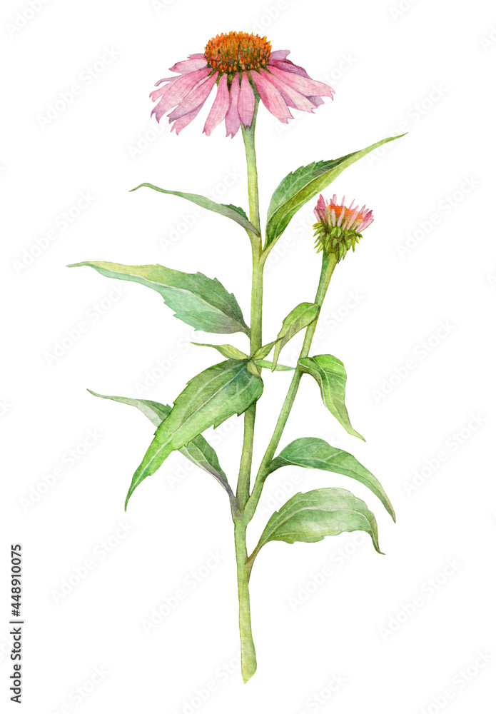 Watercolor blooming medicinal herb echinacea purpurea or coneflower isolated on white background. Hand drawn painting illustration. - obrazy, fototapety, plakaty 