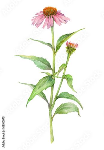 Watercolor blooming medicinal herb echinacea purpurea or coneflower isolated on white background. Hand drawn painting illustration.