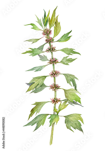 Watercolor medicinal herb Leonurus cardiaca or motherwort isolated on white background. Hand drawn painting illustration.