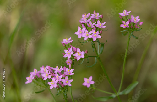 Closeup shot of blooming common centaury flowers