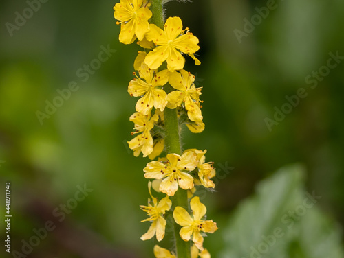 Photography Closeup shot of blooming yellow agrimony flowers