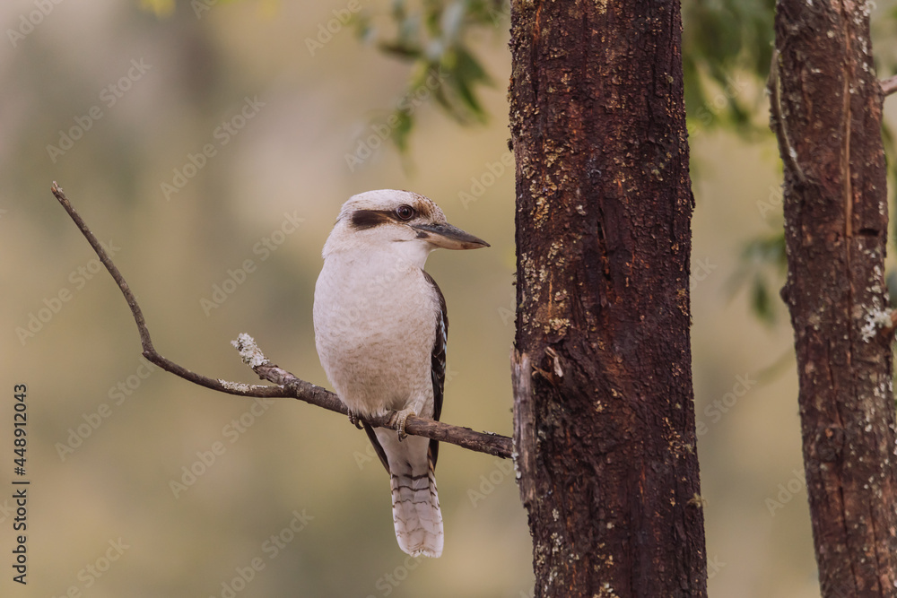 Laughing Kookaburra sitting in a tree. Laughing Kookaburra sitting in a tree.