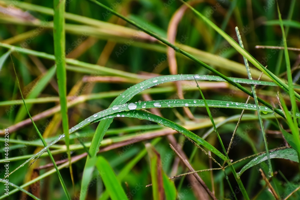 Drops of water on grass Drops of water on grass