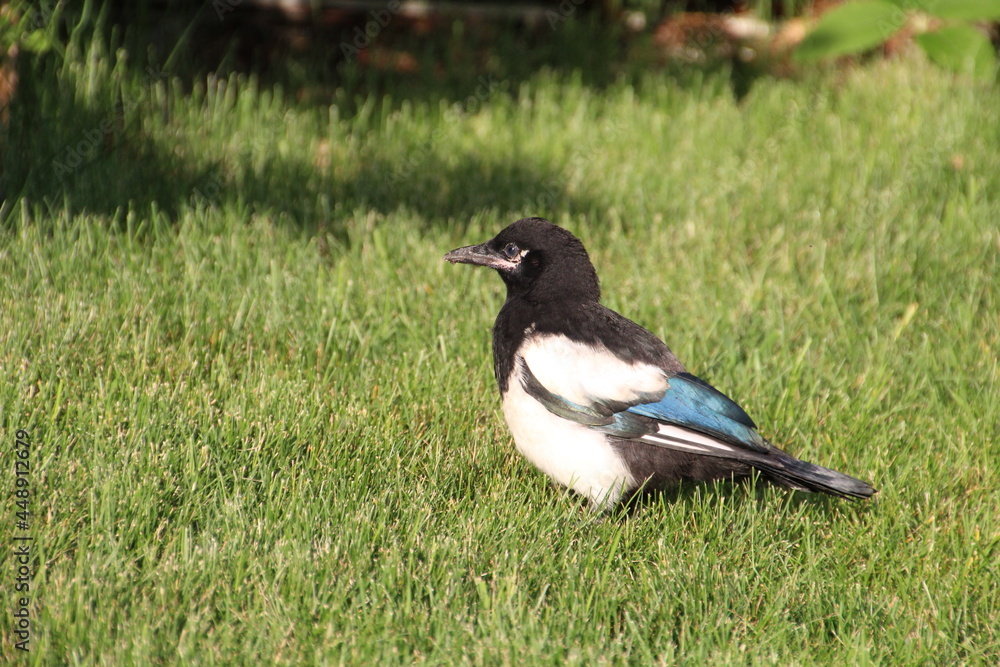 Magpie Looking Around, Edmonton, Alberta Magpie Looking Around, Edmonton, Alberta