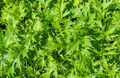 Leafy salad mustard. Brassica, culture with the taste of horseradish and green salad. juicy leaves with drops of morning dew. selective focus. flat layout. plant is rich in vitamins and mineral salts