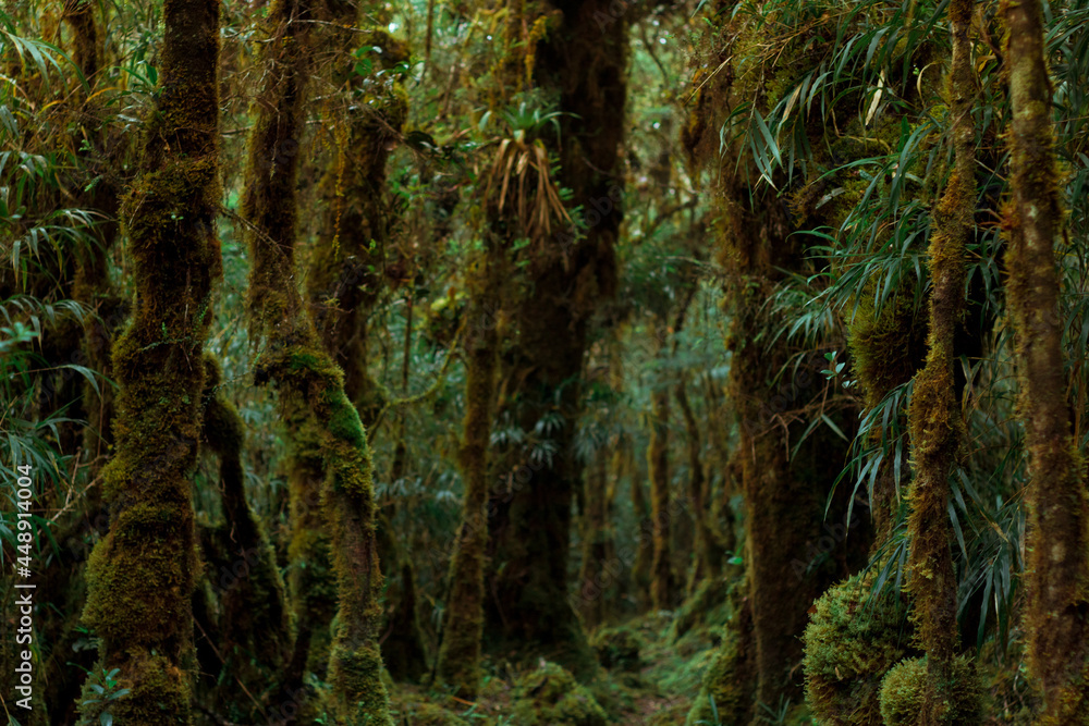 horizontal shot of a trail surrounded by lush green bushes and trees in the rain forest on Cerro Ena in Costa Rica horizontal shot of a trail surrounded by lush green bushes and trees in the rain forest on Cerro Ena in Costa Rica