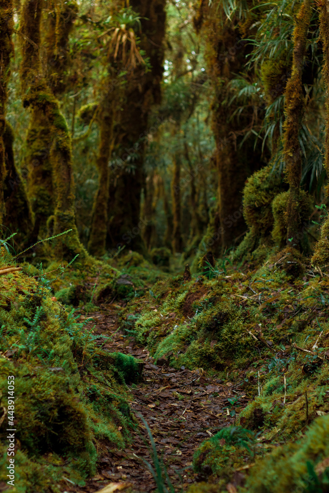 trail surrounded by lush green bushes and trees in the rain forest on Cerro Ena in Costa Rica trail surrounded by lush green bushes and trees in the rain forest on Cerro Ena in Costa Rica