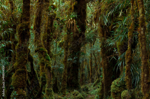 horizontal shot of a trail surrounded by lush green bushes and trees in the rain forest on Cerro Ena in Costa Rica