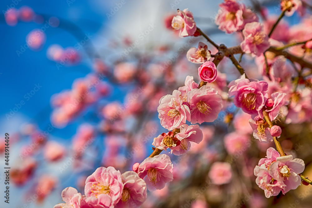 Pink plum blossom Flowers in spring. Pink plum blossom Flowers in spring.