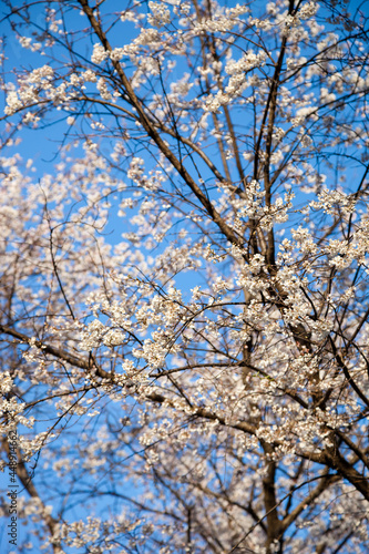 White blossom sakura flowers on a spring day in Japan., Beautiful flowering Japanese cherry - Sakura. © amnat11