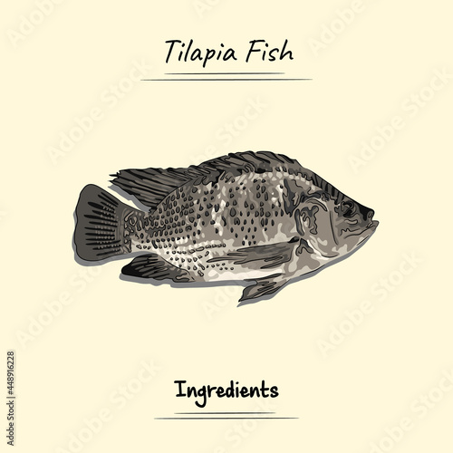 Tilapia Fish Illustration Sketch And Vector Style. Good to use for restaurant menu, Food recipe book and food ingredients content.