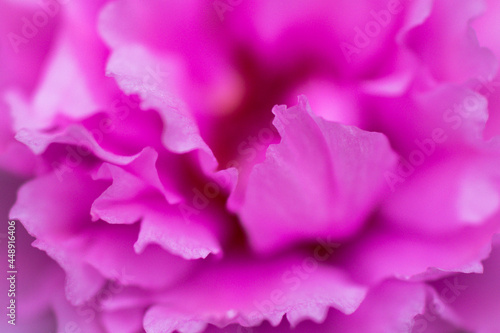 A close-up of pink flower photo