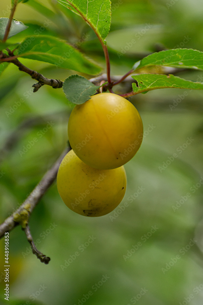 Yellow ripe cherry plum on the branches.