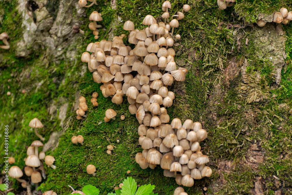 Scattered dung beetle, a mushroom of the Psatirella family, previously belonged to the dung family. Inedible due to the small size of the caps containing very little pulp. Scattered dung beetle, a mushroom of the Psatirella family, previously belonged to the dung family. Inedible due to the small size of the caps containing very little pulp.