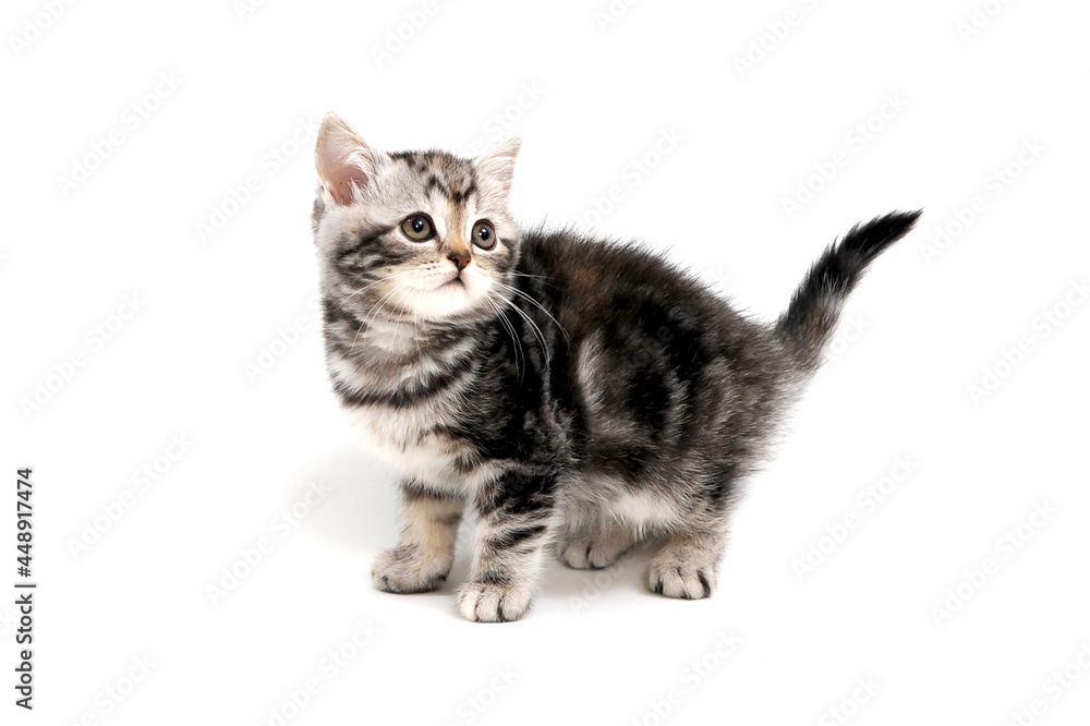 Gray striped fluffy purebred kitten stands on a white isolated background