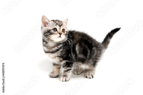 Gray striped fluffy purebred kitten stands on a white isolated background