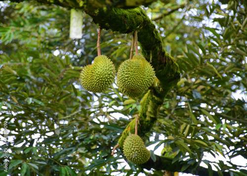 The king of fruits Durian