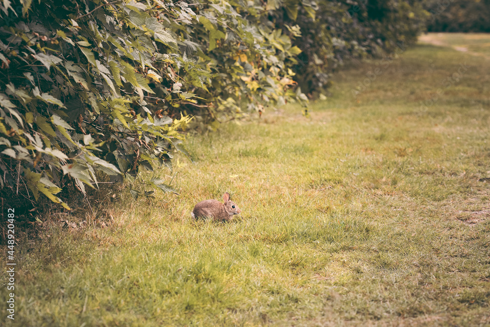 bunny in the grass bunny in the grass
