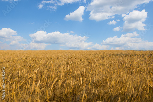 Golden wheat field, blue sky symbolizes the flag of the country Ukraine