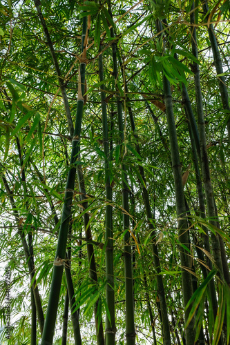 Hidden amongst the bamboo trees  located at the jungle fringe. Cottage Food in the Deep. Cater to nature lovers  delicious free range steamed ginger chicken  fish porridge and egg plant with petai