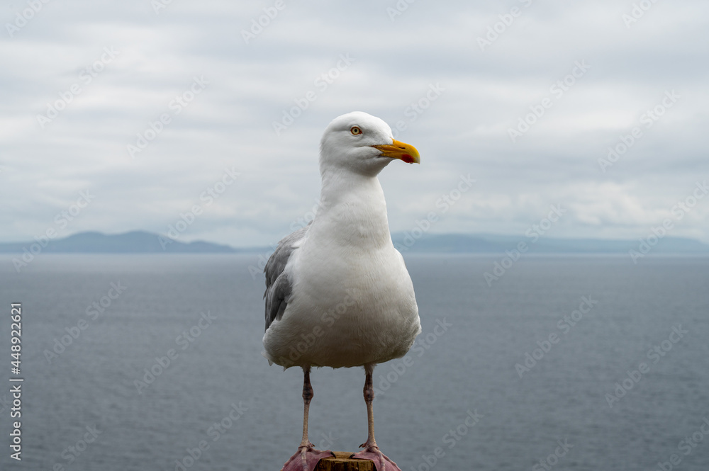 Seagull Close up Seagull Close up