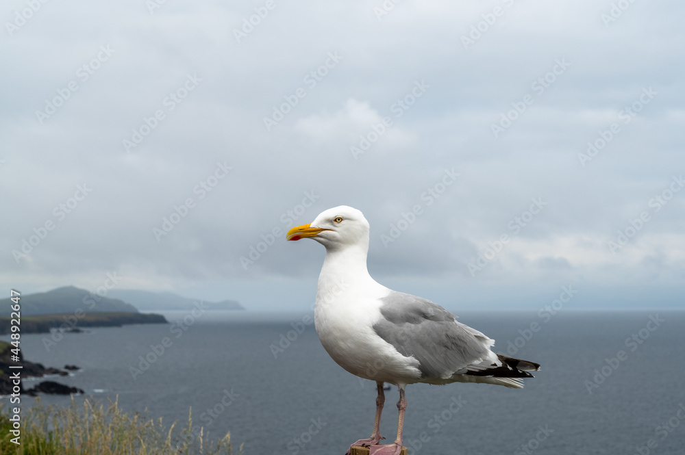 Seagull in Dingle Seagull in Dingle