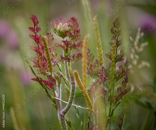 Closeup of Meadows Sauerampfer plant. Shallow focus. photo