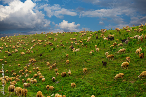 A flock of sheep grazes in a meadow under a blue sky with white clouds. This is how sheep are grown for wool production.