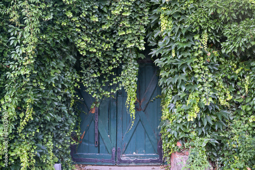 Dense evergreen ivy climbing a house wall and overgrowing an old wooden gate, copy space