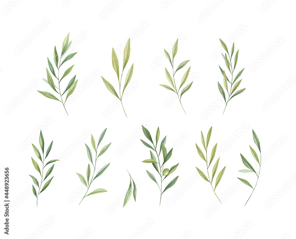 Obraz premium Watercolor olive branches set isolated on white background. Watercolor greenery leaves. 