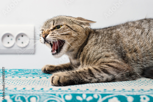 Crazy tabby cat showing grin indoors photo