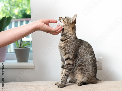 Female hand stroking a striped cat indoors