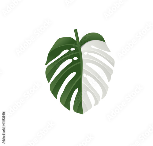 Illustration of variegated leaves of Monstera vector 