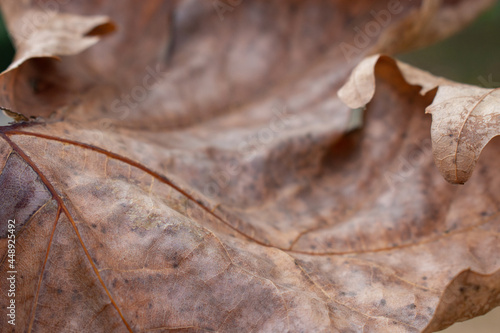 Old autumn leaf close up. Dry fallen leaf.