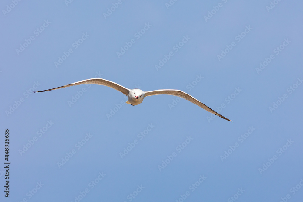 Red-billed white seagull flying with blue sky background. Bird classified in the order Charadriiformes and family Laridae. Ingenious, curious and intelligent Red-billed white seagull flying with blue sky background. Bird classified in the order Charadriiformes and family Laridae. Ingenious, curious and intelligent