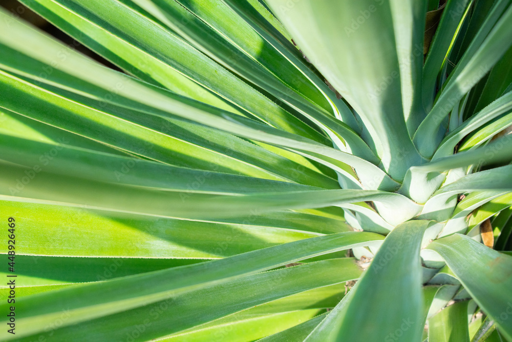 Obraz premium The leaves of a tropical plant are delicate green. Plant rosette.