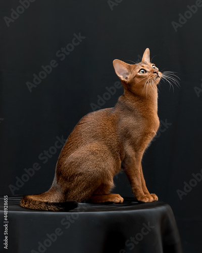 Abyssinian cat on a black background in beautiful poses
