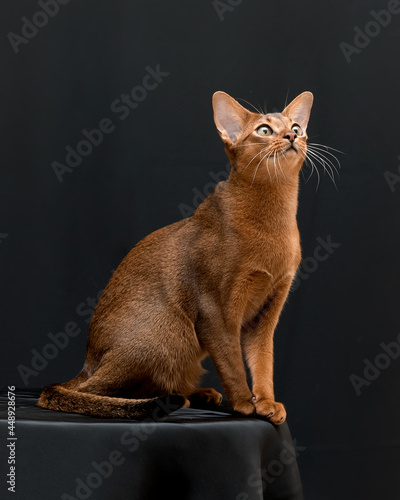 Abyssinian cat on a black background in beautiful poses
