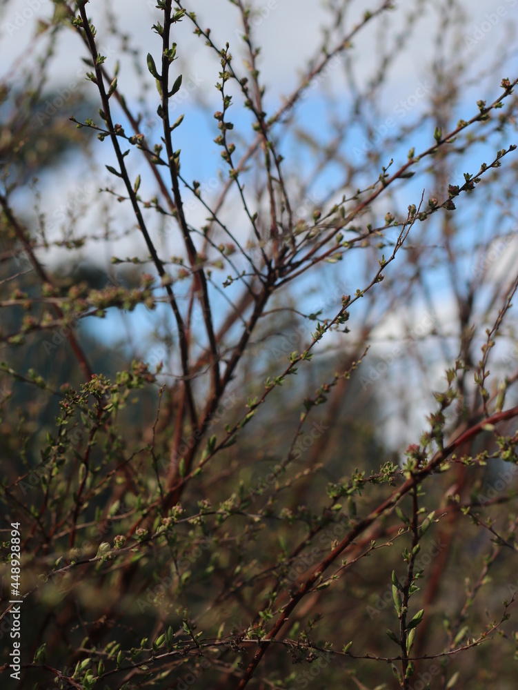 A bird perched on a tree branch A bird perched on a tree branch