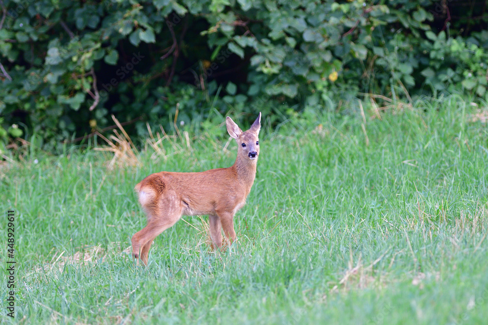 Doe deer walks across the meadow on the pasture Doe deer walks across the meadow on the pasture
