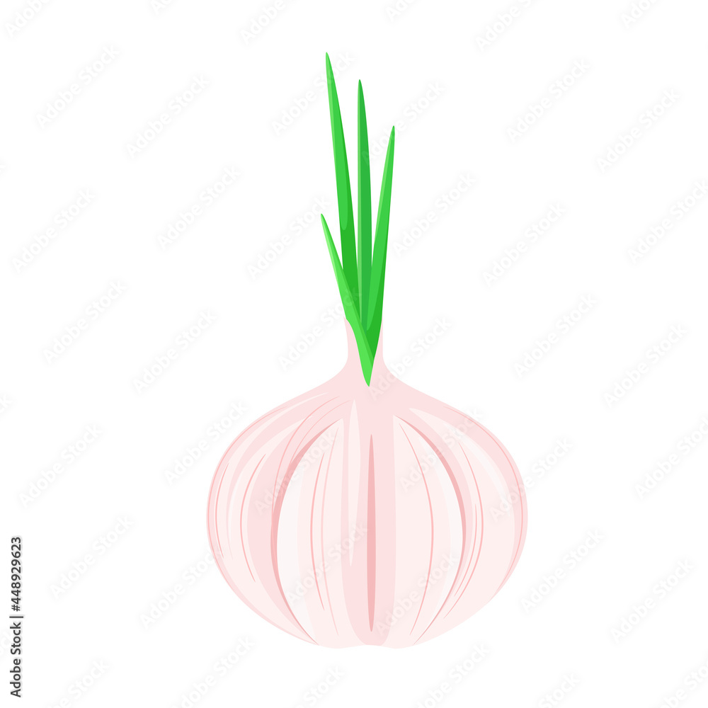 Garlic on a white background. A ripe vegetable.