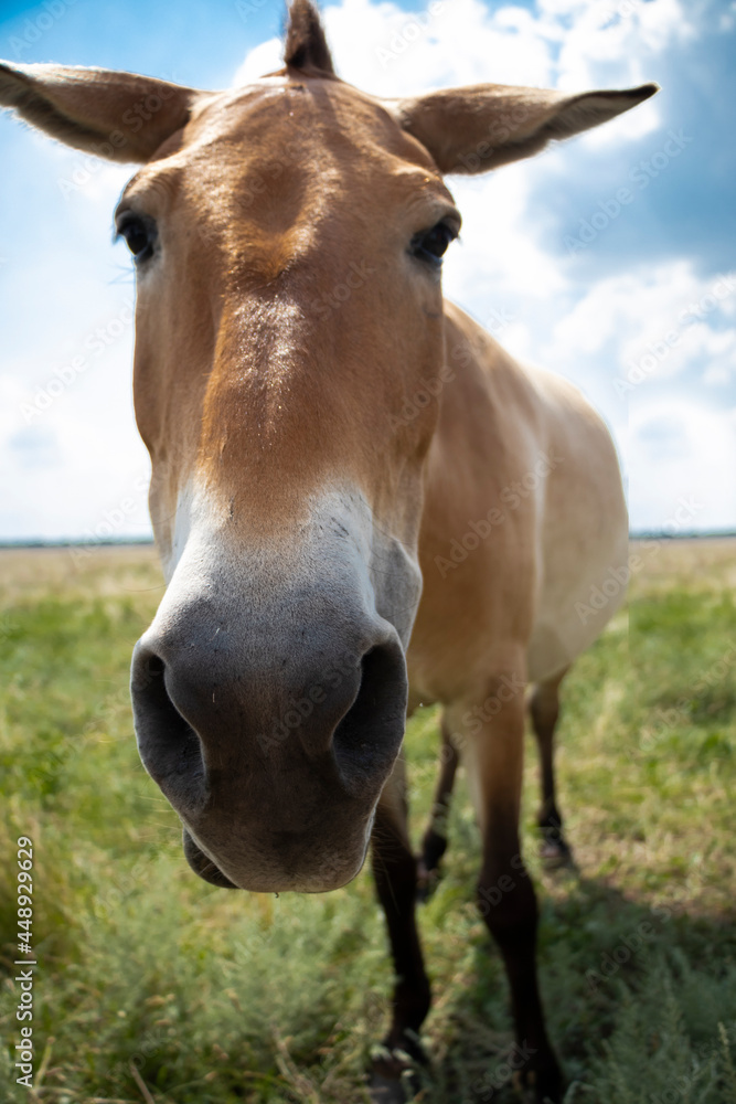 selective focus. Nose, muzzle, close. przewalskii horse in the wild. Photo of a horse close up. Endangered horse. High quality photo