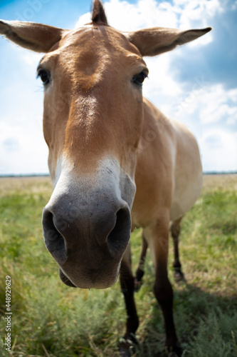 selective focus. Nose  muzzle  close. przewalskii horse in the wild. Photo of a horse close up. Endangered horse. High quality photo