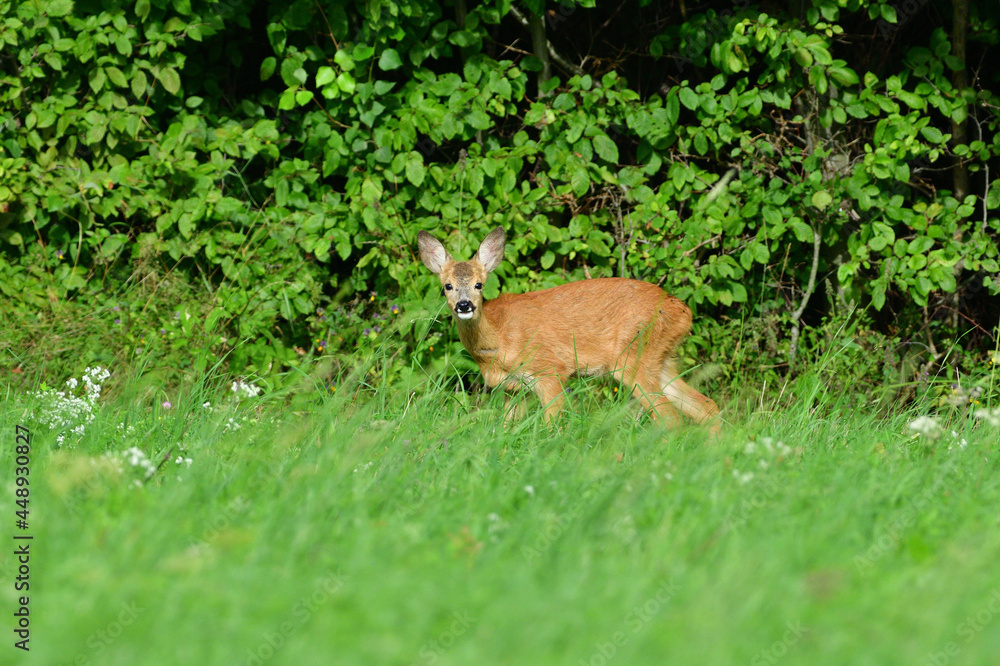 Mom deer roe with two young fawn grazes on the grass at sunset Mom deer roe with two young fawn grazes on the grass at sunset