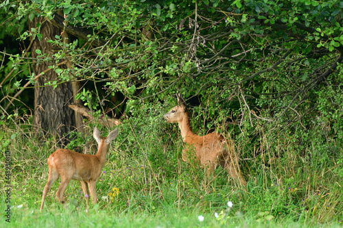 Fototapeta Naklejka Na Ścianę i Meble -  Deer family grazing grass on the green meadow 